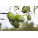Olives verdial Assaisonnées (550gr) - Pack de 6